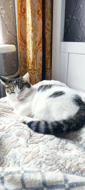 Кошки в Калуге: Кошка в добрые руки Девочка, Бесплатно - фото 3