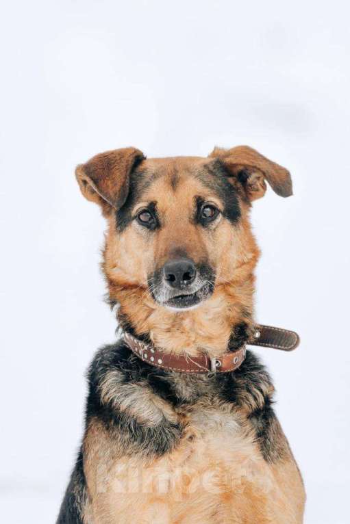 Собаки в Москве: Джой Мальчик, Бесплатно - фото 3