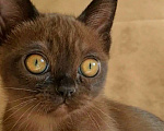 Кошки в Зеленограде: Котята американской бурмы Девочка, 60 000 руб. - фото 2