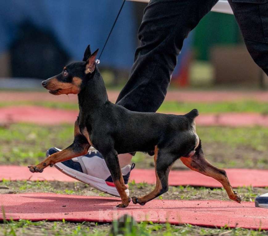 Собаки в Краснодаре: Щенок цвергпинчер Мальчик, 65 000 руб. - фото 2