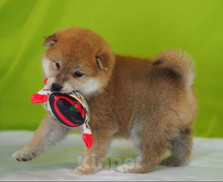 Собаки в Москве: Мальчик  Мальчик, Бесплатно - фото 4