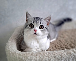 Кошки в Ярославле: Шотландская короткошёрстная девочка Девочка, 35 000 руб. - фото 4