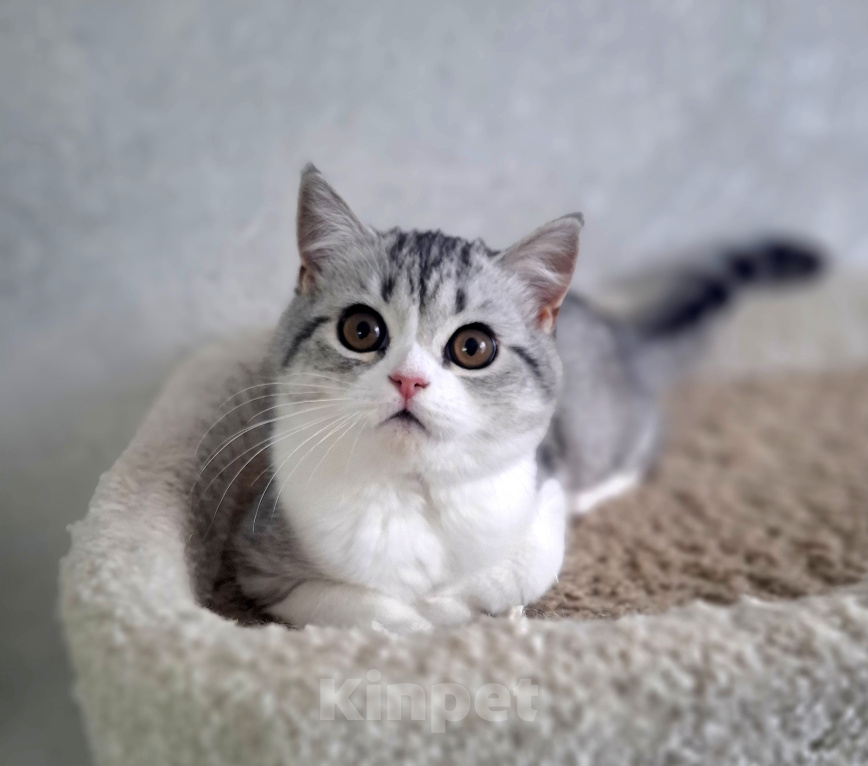 Кошки в Ярославле: Шотландская короткошёрстная девочка Девочка, 35 000 руб. - фото 4