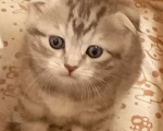 Кошки в Ростове-на-Дону: Шотландская вислоухая порода кошек Мальчик, Бесплатно - фото 1