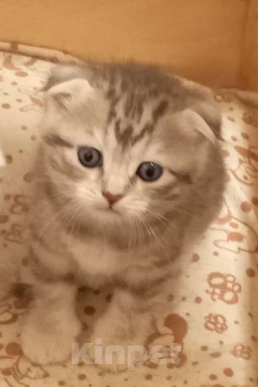 Кошки в Ростове-на-Дону: Шотландская вислоухая порода кошек Мальчик, Бесплатно - фото 1