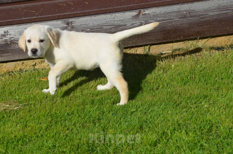 Собаки в Твери: Лабрадор-ретривер, палевая красотка.  Девочка, 35 000 руб. - фото 3