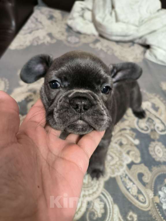 Собаки в других городах Московской области: Французский бульдог  Девочка, 65 000 руб. - фото 2