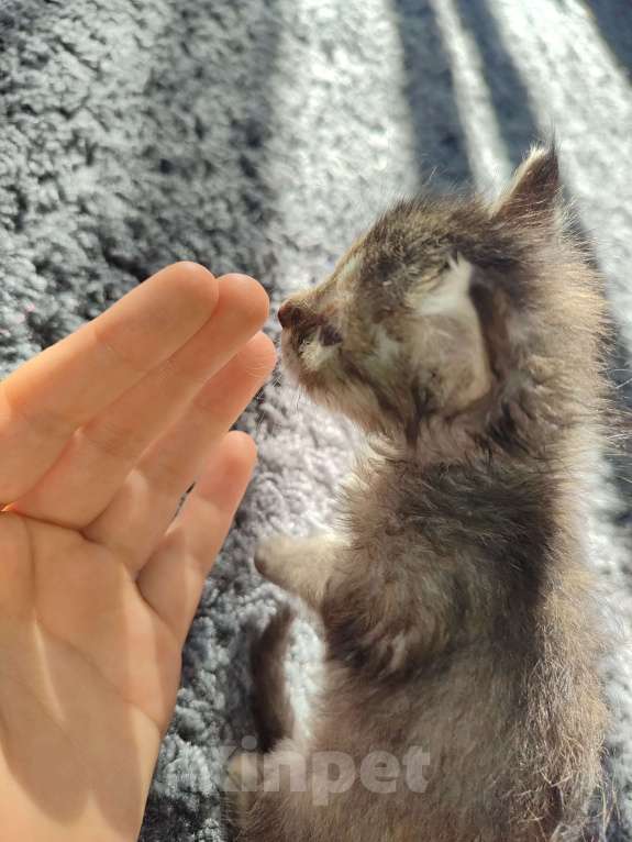Кошки в Ставрополе: Трехцветный котёнок Девочка, Бесплатно - фото 5