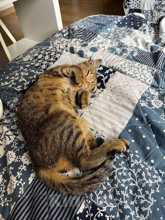 Кошки в Казани: Спокойная девочка-котёнок 6-11 месяцев ищет хозяев г. Казань 🐈 Девочка, Бесплатно - фото 4