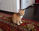 Кошки в Рязани: Отдаем котят Девочка, Бесплатно - фото 1