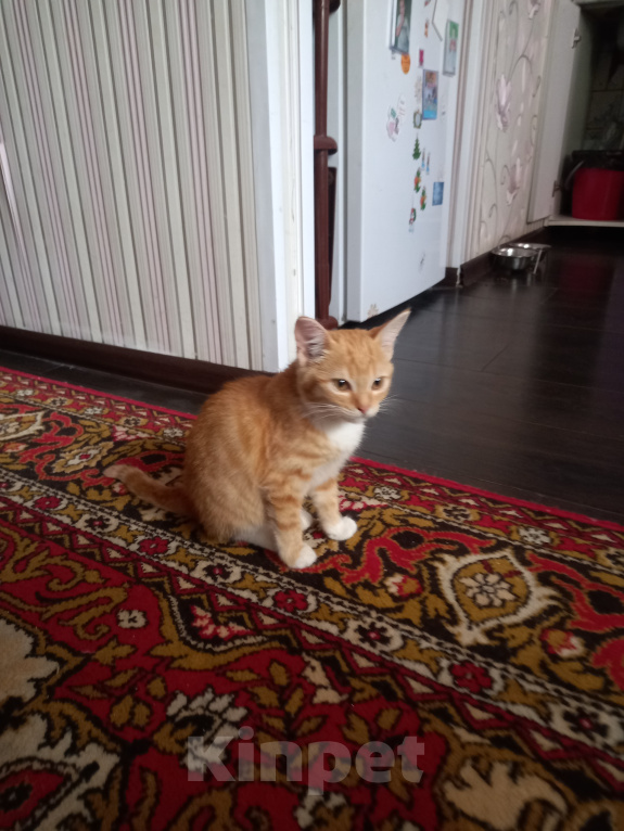 Кошки в Рязани: Отдаем котят Девочка, Бесплатно - фото 1