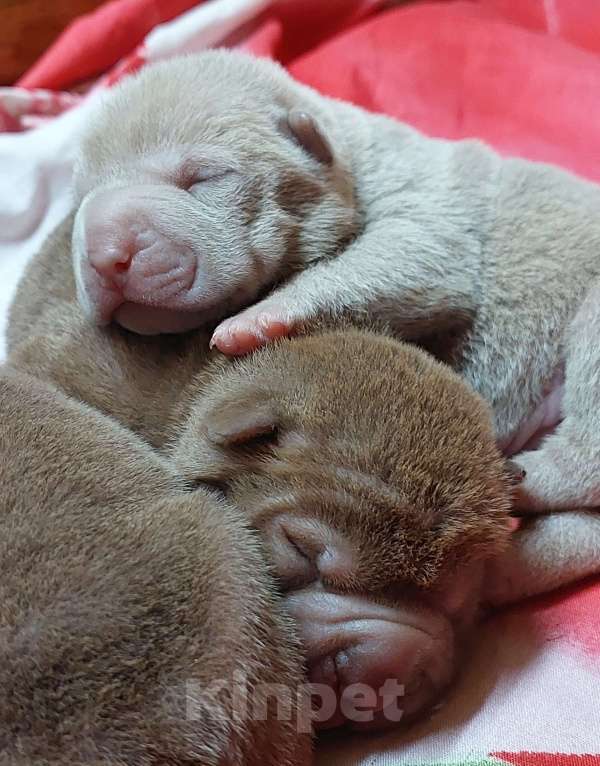 Собаки в Москве: Шарпейные девочки Девочка, 50 000 руб. - фото 4