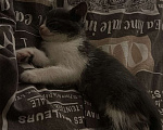 Кошки в Ростове-на-Дону: Отдаю в добрые руки, котенок. Девочка, Бесплатно - фото 2