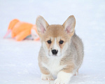 Собаки в Москве: Вельш корги пемброк Мальчик, Бесплатно - фото 9