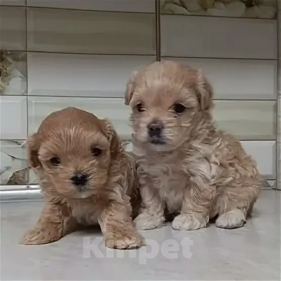 Собаки в Челябинске: Мальтипу  Девочка, 45 000 руб. - фото 1