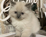 Кошки в Краснодаре: Котик Невский маскарадный Мальчик, Бесплатно - фото 4