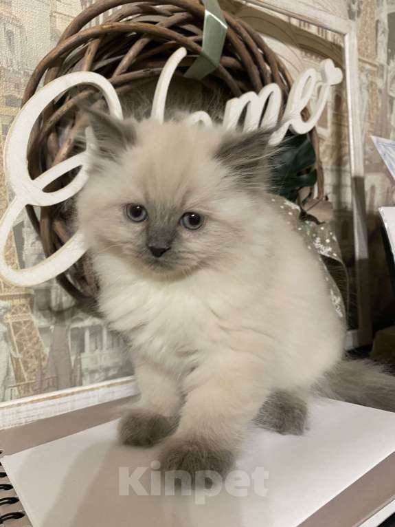 Кошки в Краснодаре: Котик Невский маскарадный Мальчик, Бесплатно - фото 4