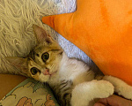 Кошки в Ростове-на-Дону: Котёнок в добрые руки Девочка, Бесплатно - фото 2
