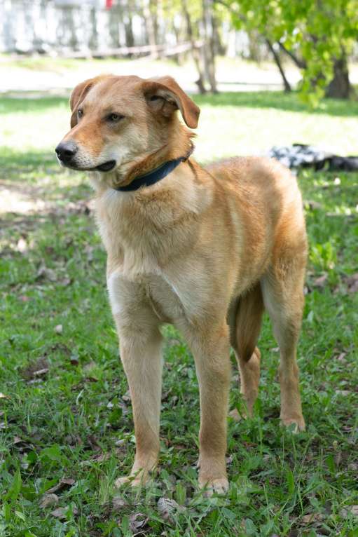 Собаки в Москве: Котопёс Итен станет верным другом, 2 года Мальчик, 1 руб. - фото 4