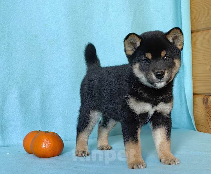 Собаки в Москве: Сиба ину. Щенки разных окрасов. Мальчик, 50 000 руб. - фото 6
