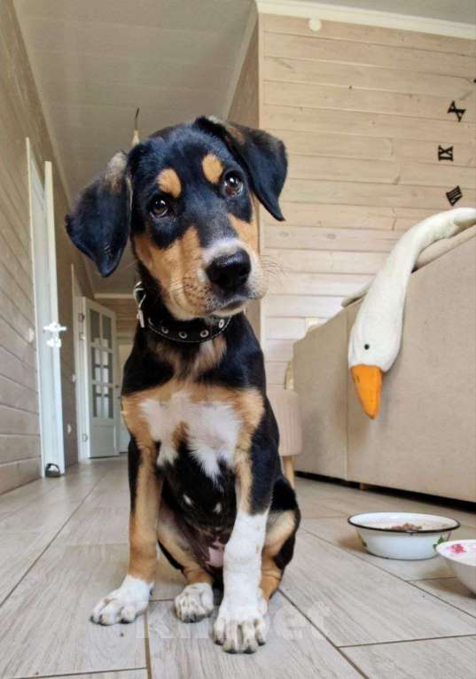 Собаки в Санкт-Петербурге: Собака в добрые руки  Девочка, Бесплатно - фото 2