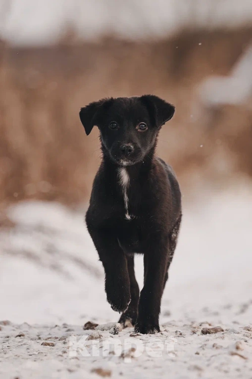 Собаки в Лосином-Петровском: Джемма малышка из Волгорада в мо Девочка, Бесплатно - фото 3