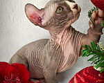 Кошки в Екатеринбурге: Канадский сфинкс котенок двэльф  Мальчик, 90 000 руб. - фото 2