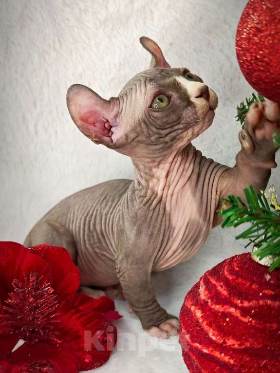 Кошки в Екатеринбурге: Канадский сфинкс котенок двэльф  Мальчик, 90 000 руб. - фото 2