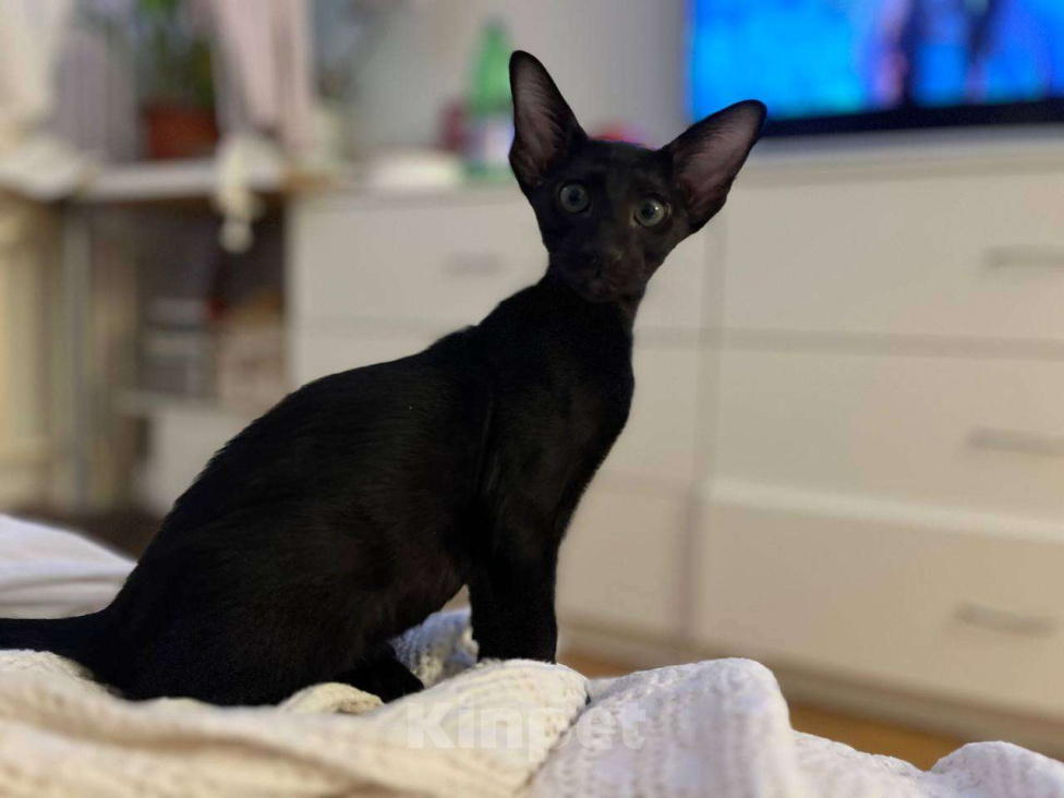 Кошки в Москве: Ориентальный котенок Мальчик, Бесплатно - фото 1