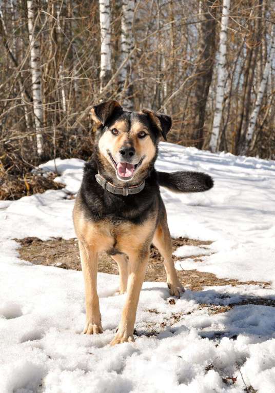 Собаки в Ногинске: Алтай -домашний пёс после гибели хозяина попал в приют Девочка, Бесплатно - фото 3
