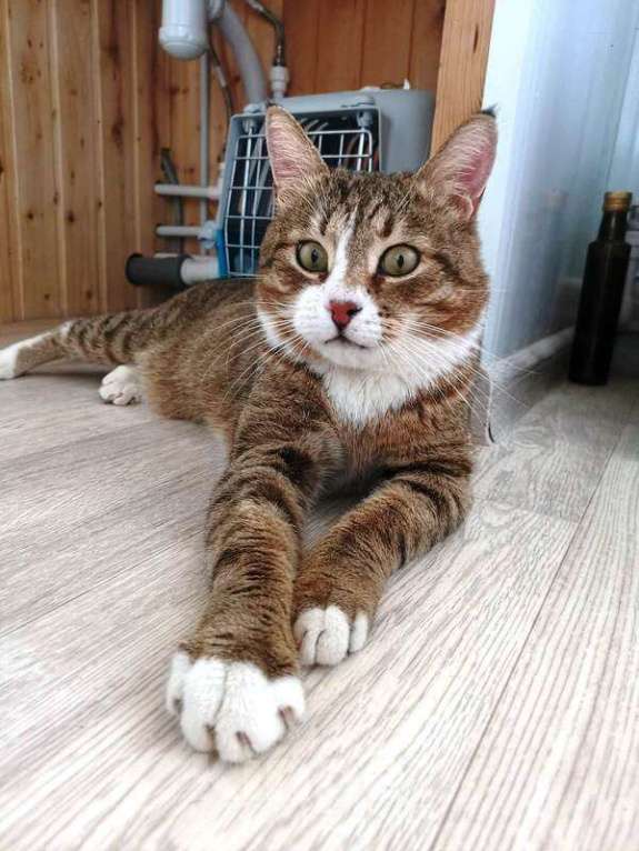 Кошки в Москве: Умный, харизматичный и нежный кот Арсений в добрые руки Мальчик, Бесплатно - фото 2