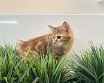 Кошки в Омске: Курильский бобтейл  Мальчик, 35 000 руб. - фото 3