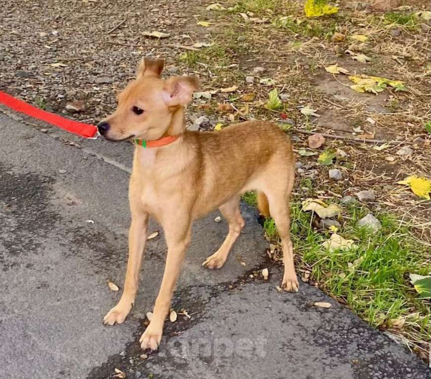 Собаки в Ростове-на-Дону: Маленькая Алиса в добрые ручки Девочка, Бесплатно - фото 1