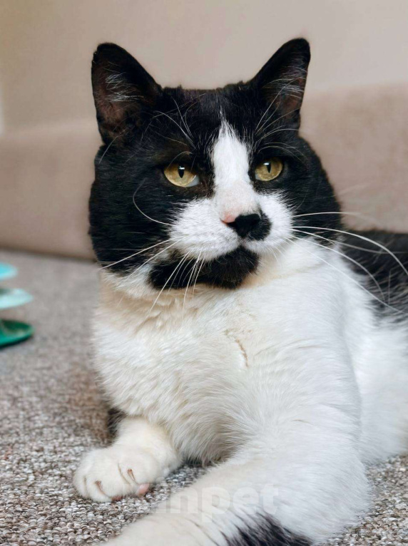 Кошки в Балашихе: Маре Мальчик, Бесплатно - фото 4