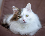 Кошки в Москве: кот Геннадий Мальчик, Бесплатно - фото 4