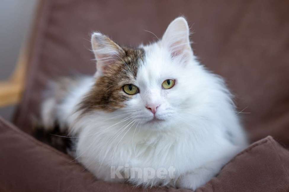 Кошки в Москве: кот Геннадий Мальчик, Бесплатно - фото 4