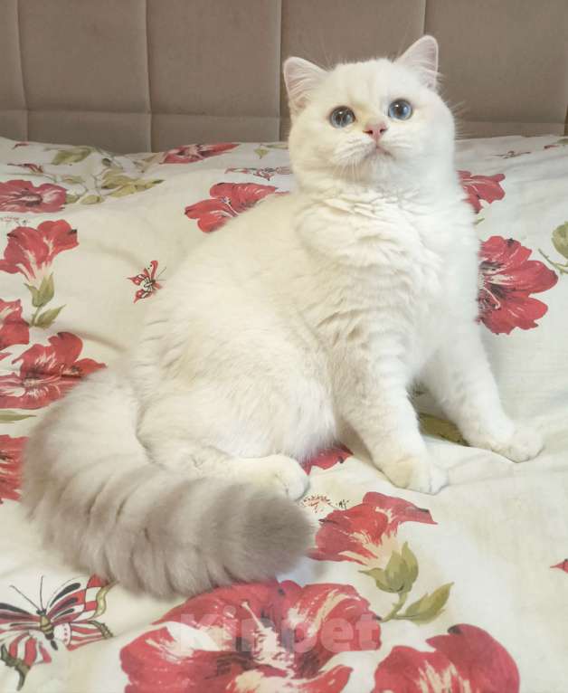 Кошки в Москве: Мега ласковый мальчик  Мальчик, 40 000 руб. - фото 1