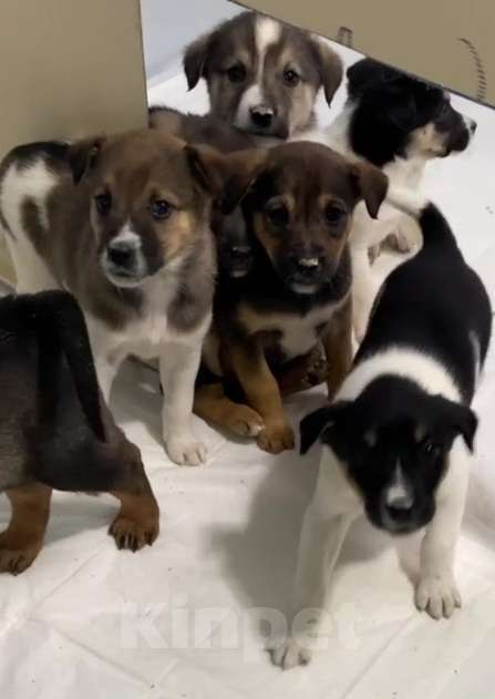 Собаки в Липецке: Отдам щенка в Липецке Мальчик, Бесплатно - фото 5