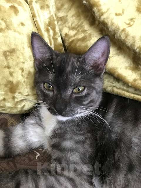 Кошки в Москве: Волчок - необычный красавец в добрые руки Мальчик, 100 руб. - фото 3