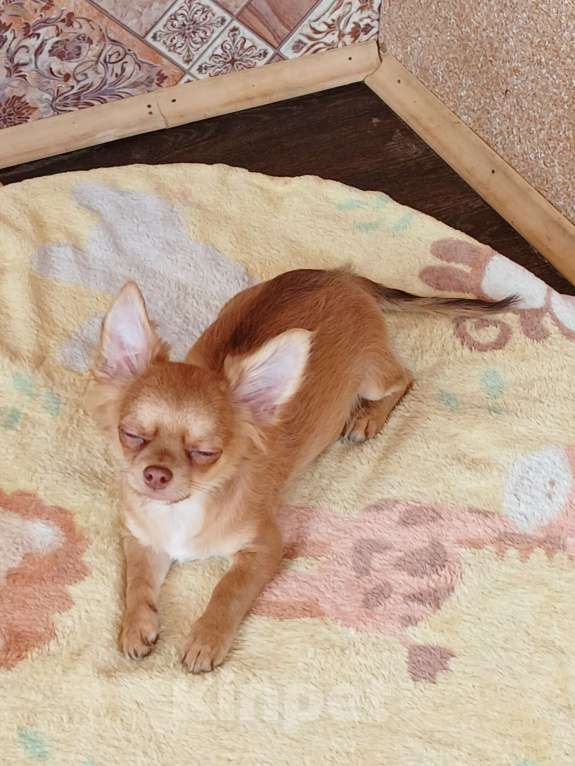 Собаки в Хабаровске: Мальчик чихуахуа с документами  Мальчик, 80 000 руб. - фото 4
