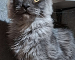 Кошки в Омске: Котенок мейн-кун Мальчик, 60 000 руб. - фото 3
