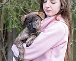 Собаки в Москве: Тигровая девочка в добрые руки Девочка, Бесплатно - фото 9