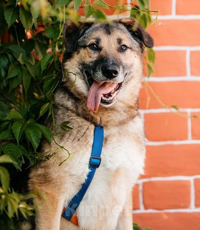 Собаки в Москве: Бро - ваш будущий лучший Друг! В добрые руки Мальчик, Бесплатно - фото 2