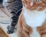 Кошки в Раменском: Отдаются бесплатно кошечка Плакса и кот Рыжик. Мальчик, Бесплатно - фото 1