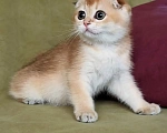 Кошки в Сочи: Шотландская кошечка Девочка, 45 000 руб. - фото 1