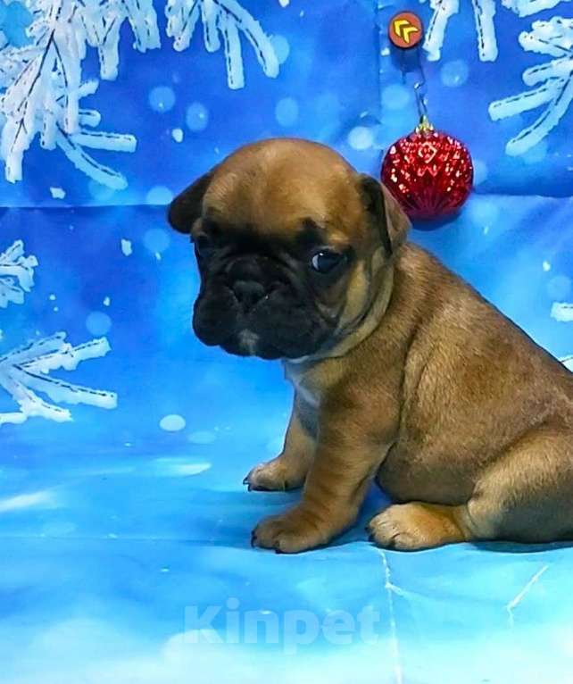 Собаки в Красноармейске: Щенки французкого бульдога Мальчик, 30 000 руб. - фото 5