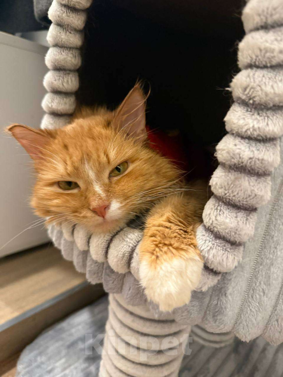 Кошки в Москве: Стильный Еремей ищет дом! Мальчик, Бесплатно - фото 7