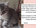 Кошки в Звенигороде: Котёнок в добрые руки  Мальчик, Бесплатно - фото 1