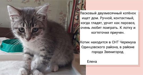 Объявление: Котёнок в добрые руки , Бесплатно, Звенигород