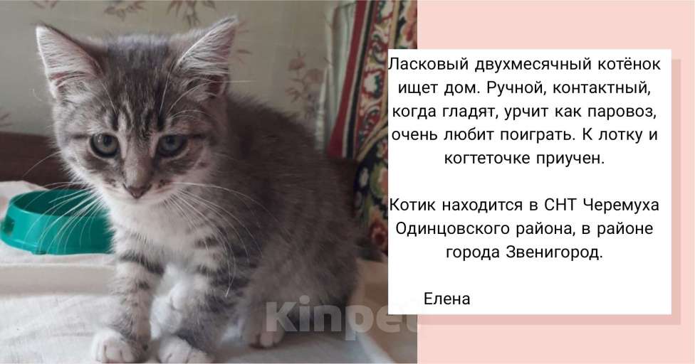 Кошки в Звенигороде: Котёнок в добрые руки  Мальчик, Бесплатно - фото 1